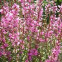 Lythrum virgatum 'Dropmore Purple'
